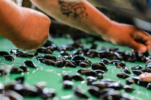 Triage de Moule 