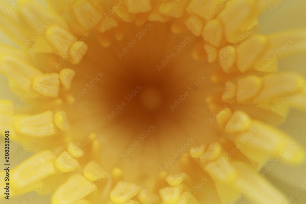 Macro Of white Lotus Flower Macro Of white Lotus Flower