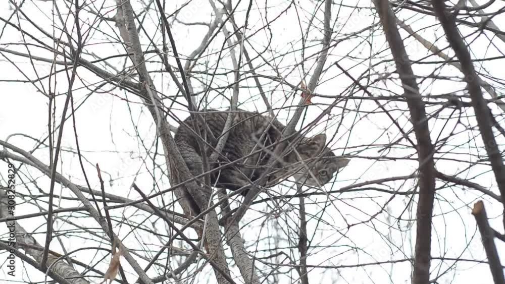 Gray cat climbed a tree and does not want to go down. Gray cat climbed a tree and does not want to go down.