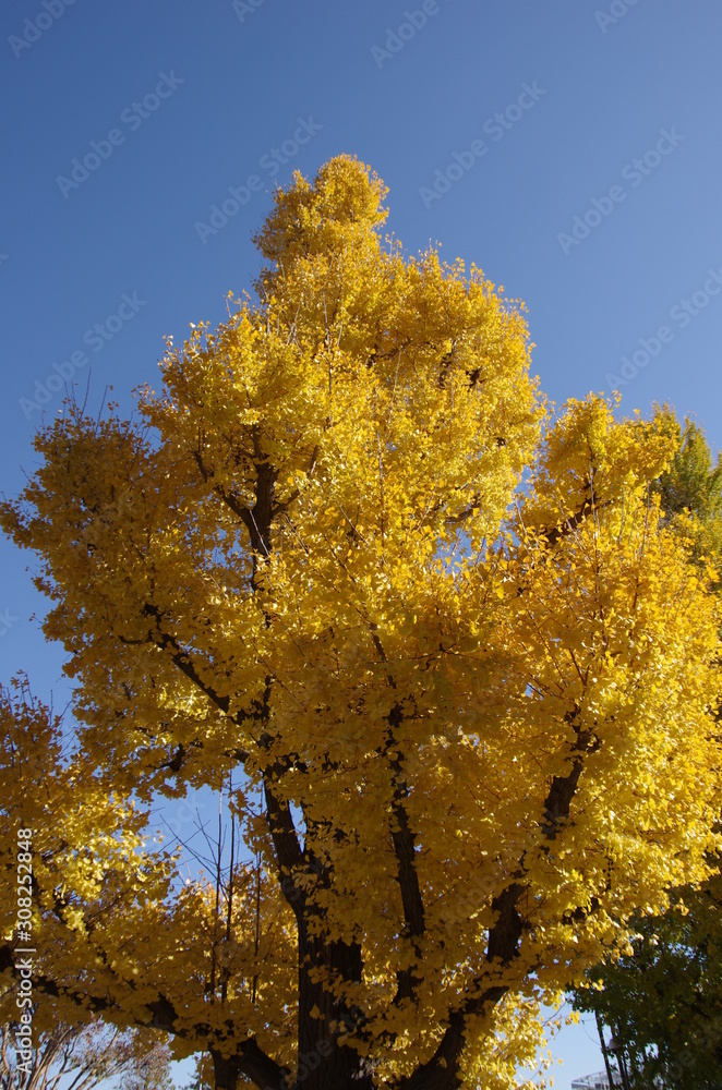 Fototapeta premium 紅葉 イチョウ