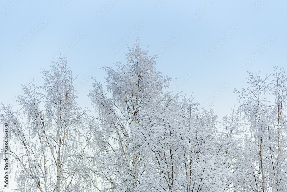 The forest has covered with heavy snow and clear blue sky in winter season at Lapland, Finland. The forest has covered with heavy snow and clear blue sky in winter season at Lapland, Finland.