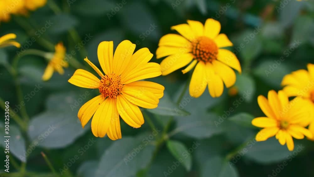 Heliopsis yellow flowers in garden Heliopsis yellow flowers in garden