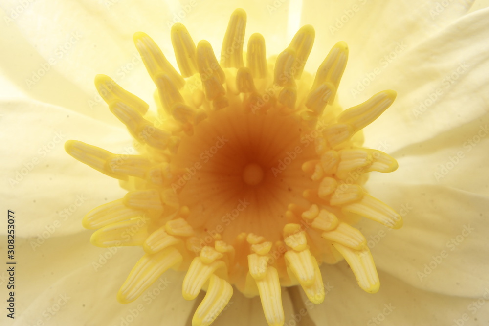 Macro of white water lily flower. Macro of white water lily flower.