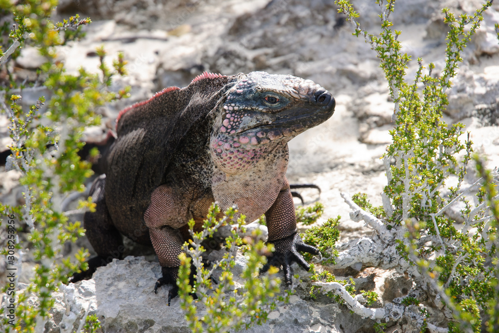 Endangered Bahamian Rock Iguana on beach framed by vegetation
