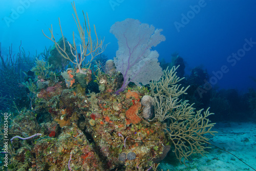 Serene coral reef with red sponge and purple sea fan in deep blue water