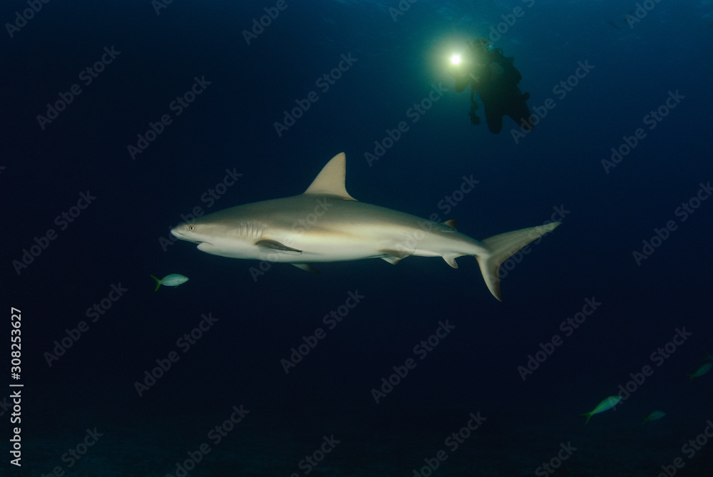 Scuba diver shining a light on a reef shark at dusk