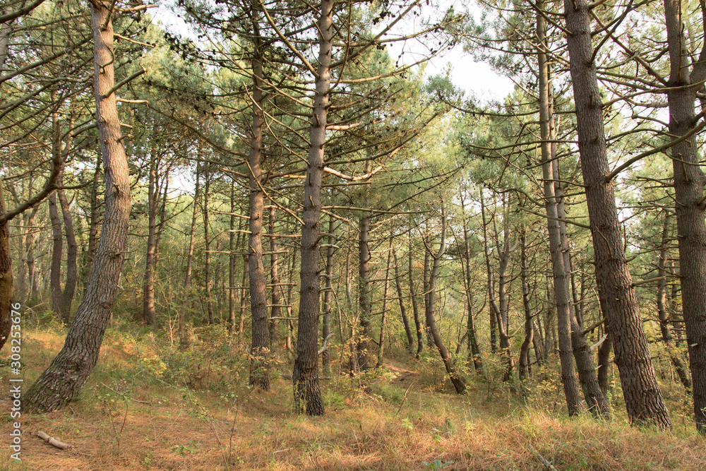 Naklejka premium Pins dans la forêt d'Ecault