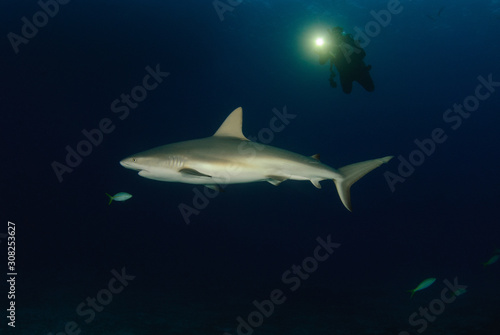 Scuba diver shining a light on a reef shark at dusk