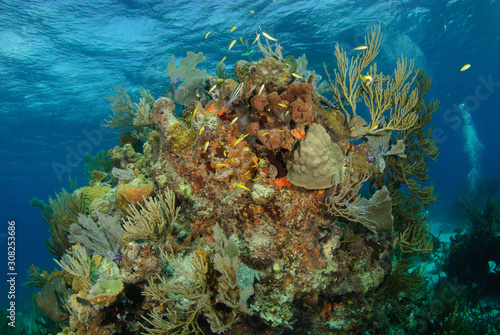 Fototapeta Naklejka Na Ścianę i Meble -  Coral reef with tropical fish 