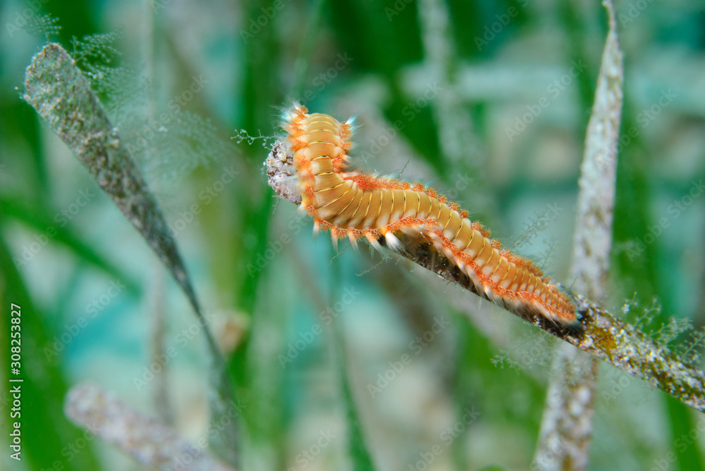 Orange Bearded Fireworm on blade of green sea grass Orange Bearded Fireworm on blade of green sea grass