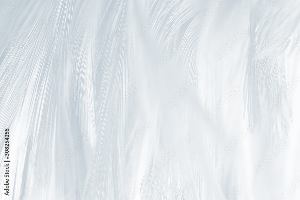 Beautiful white baby blue colors tone feather pattern texture cool background for Decorative design wallpaper and other