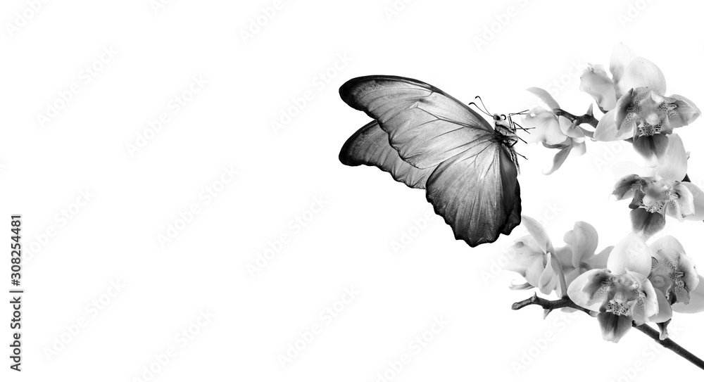 tropical nature. tropical morpho butterfly on orchid flowers isolated on white. orchid flowers close-up. beautiful orchids black and white. tropical flowers