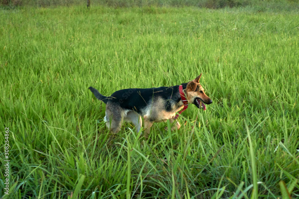 dog running dog running