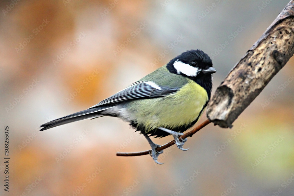 Naklejka premium Great Tit