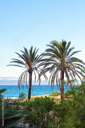 two green palm trees on a background of blue sea and sky. Spain, Salou, Costa Dorada