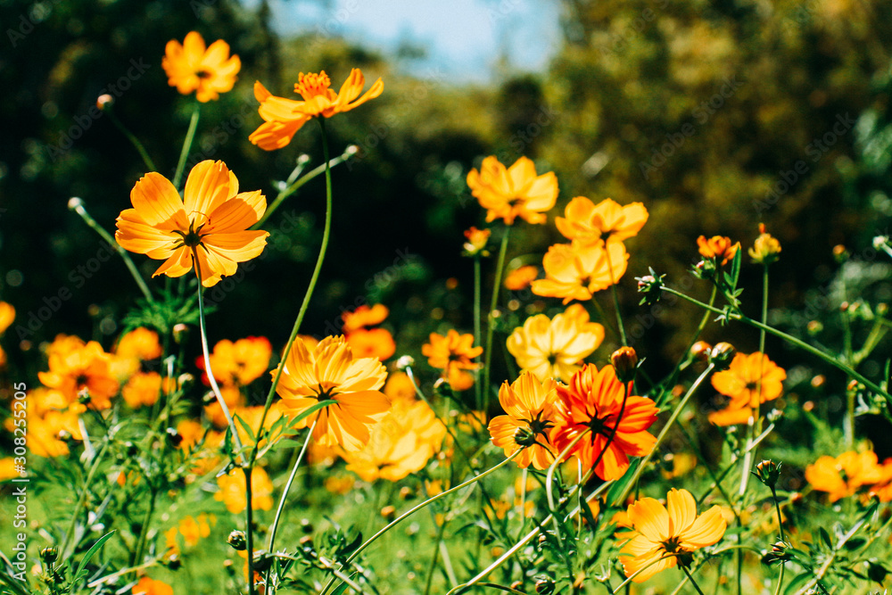 yellow flowers in the garden