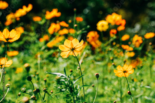yellow flowers in the garden © LatteThailand