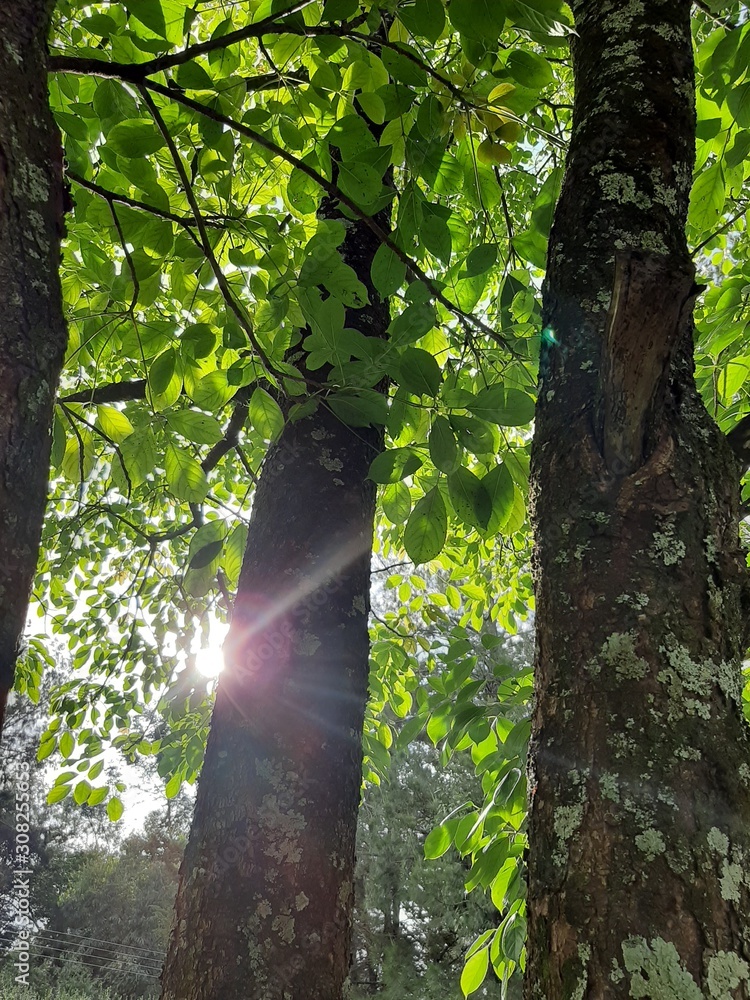 Fototapeta premium beautiful tree