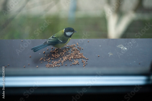 beautiful tit on a windowsill on a wood background. Ukrainian tit behind a glass window. Ukrainian bird. bird pecks grain
