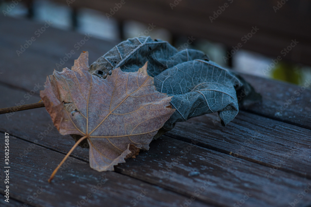 Frozen leaves with white frost. Frozen morning in the mountains Frozen leaves with white frost. Frozen morning in the mountains