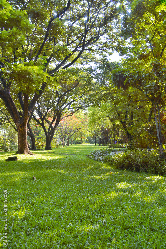 Fototapeta premium park is a place to relax and exercise withlarge trees to shade relax bule sky at noon,Scenic view of the park in the center of the big city in the summer,In the atmosphere of morning light.