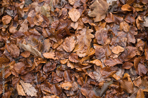 autumn leaves on the ground 2