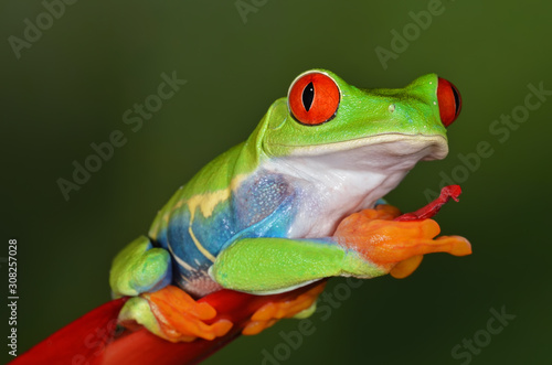 Fotografija Close-up of a perched red eye tree frog (Agalychnis callidryas)