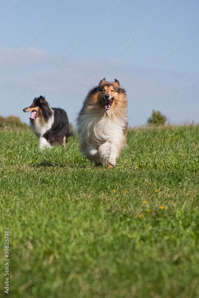 two beautiful red collie dogs running on green grass