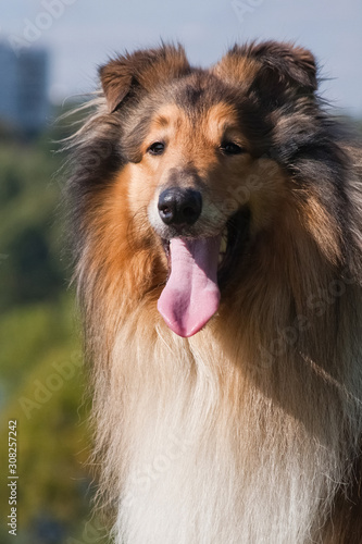 portrait of a beautiful red-haired collie dog