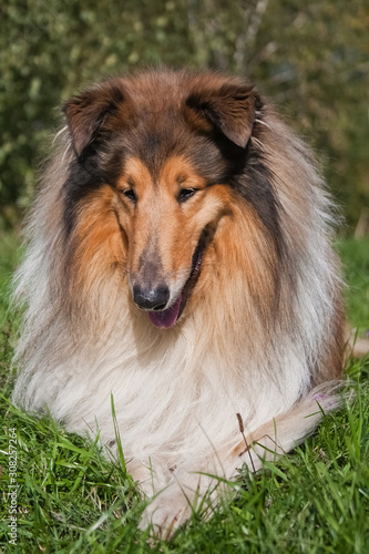 portrait of a beautiful red-haired collie dog © katamount