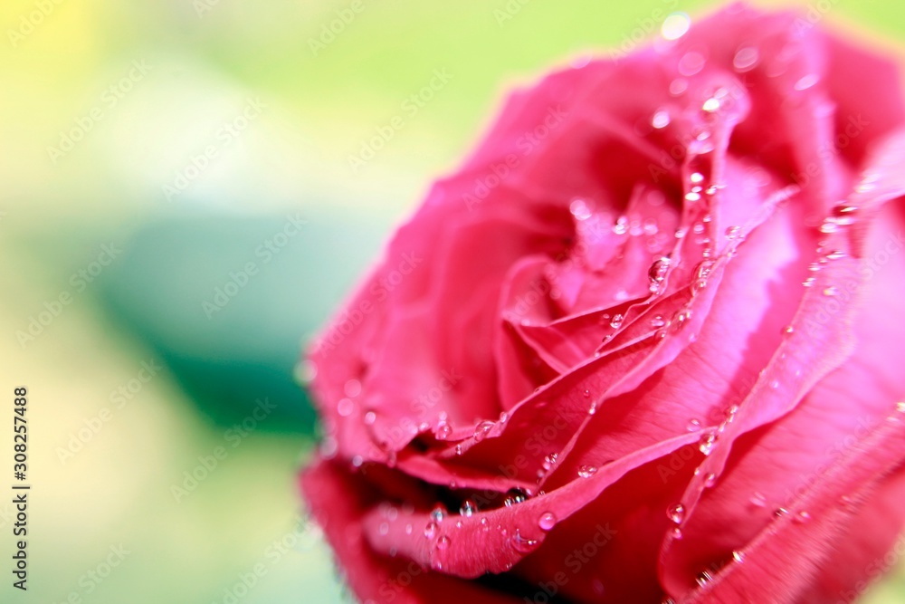 Open fresh red rose and dew macro with green background.copy space for text.