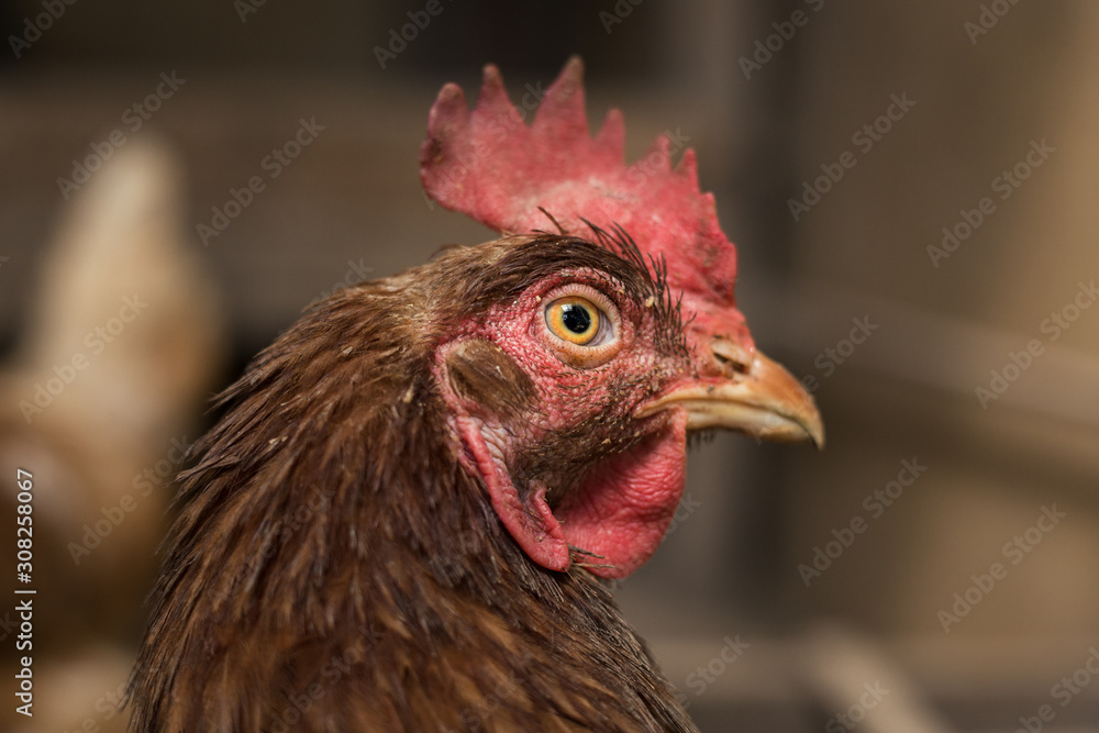 Close up portrait of hen (hampshire) in free breeding (free range). Brown hen posing to camera in breeding house . Illuminated and isolated hen resting in the hen house. Close up portrait of hen (hampshire) in free breeding (free range). Brown hen posing to camera in breeding house . Illuminated and isolated hen resting in the hen house.