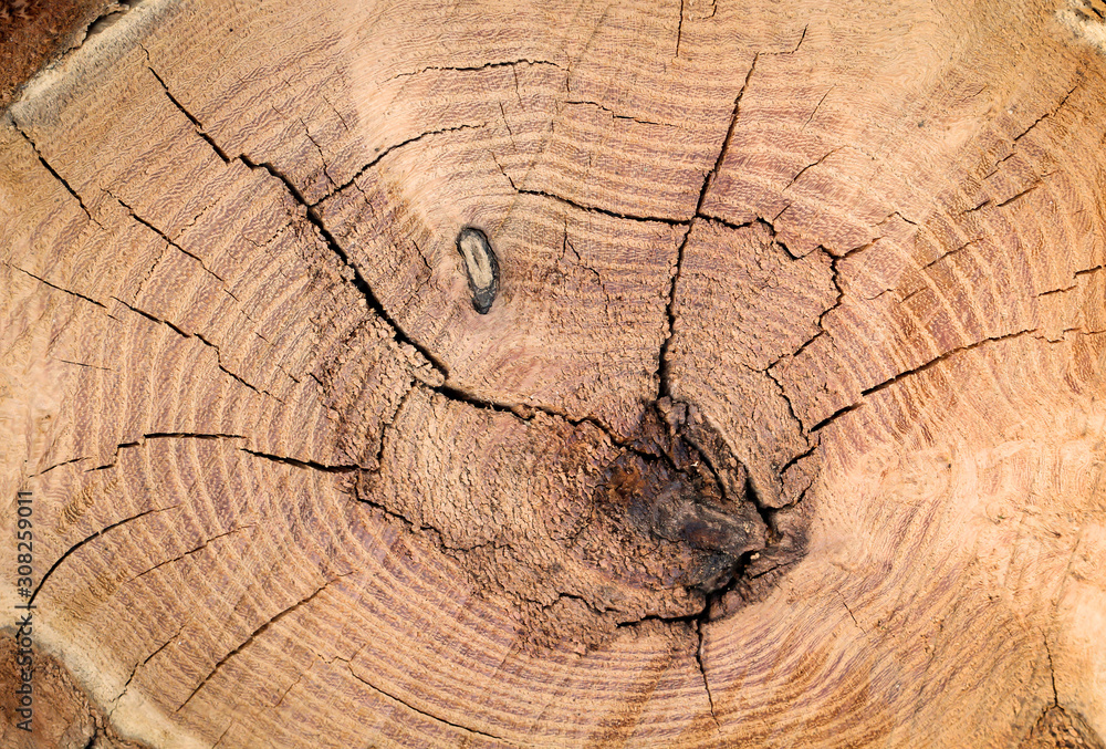 Fototapeta premium der Querschnitt eines Baumstamm, Holz Textur