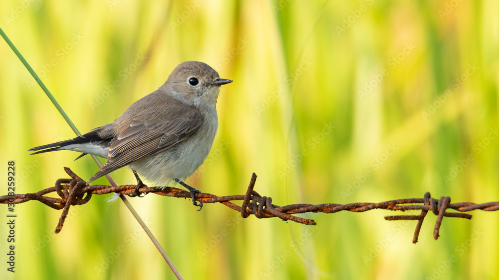Female Taiga Flycatcher perching on barb wire looking into a distance Female Taiga Flycatcher perching on barb wire looking into a distance