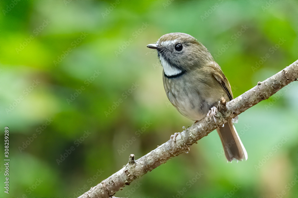 White-gorgetted Flycatcher perching on a perch looking into a distance White-gorgetted Flycatcher perching on a perch looking into a distance