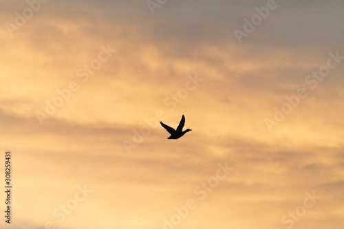 birds flying in the sky