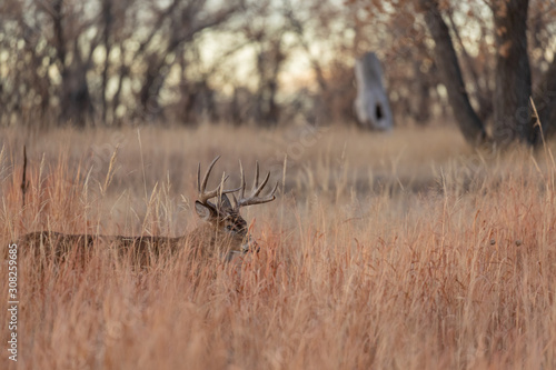 Whitetail Deer Buck During the Fall Rut