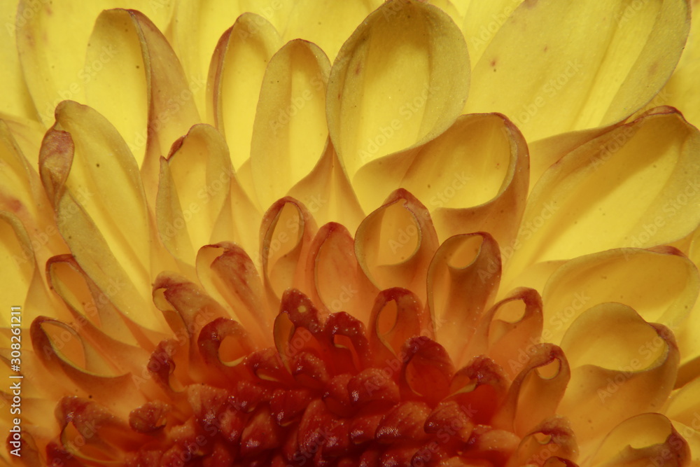 Obraz premium Yellow Chrysanthemum
