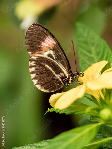 butterfly sucking nectar © JaviSIfoto
