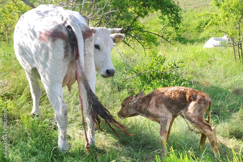 birth of a calf from a cow