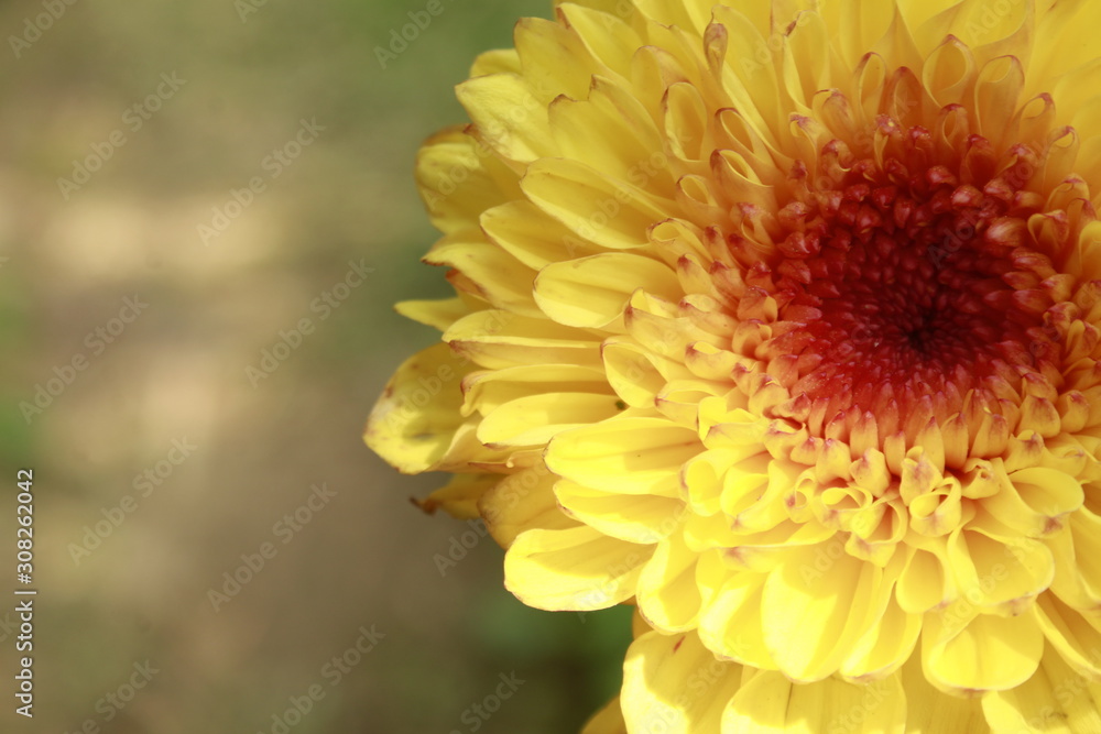 Yellow Chrysanthemum in nature. Yellow Chrysanthemum in nature.