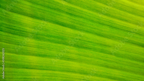 fresh green Leaf texture background of banana