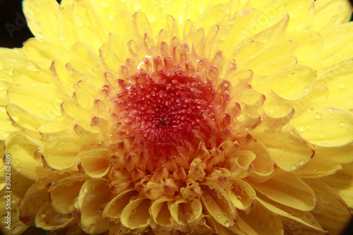 yellow chrysanthemum petals macro photography.