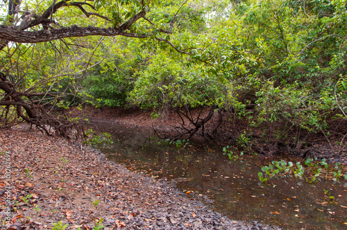 stagnant water in cerrado creek
