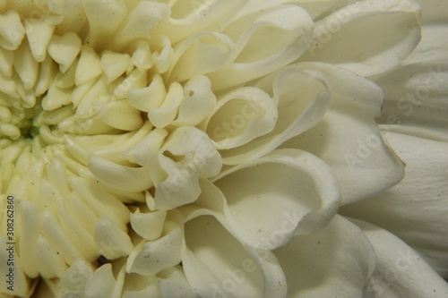 white chrysanthemum petals macro photography.