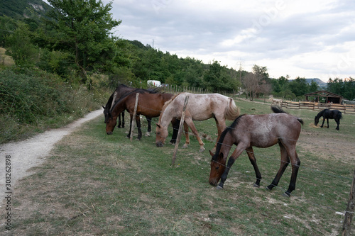 Group of horses grazing in the countryside