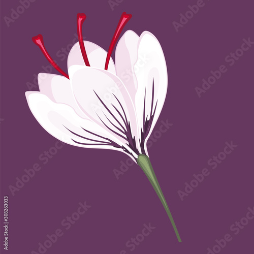 Saffron Flower Isolated image on a white background. icon.