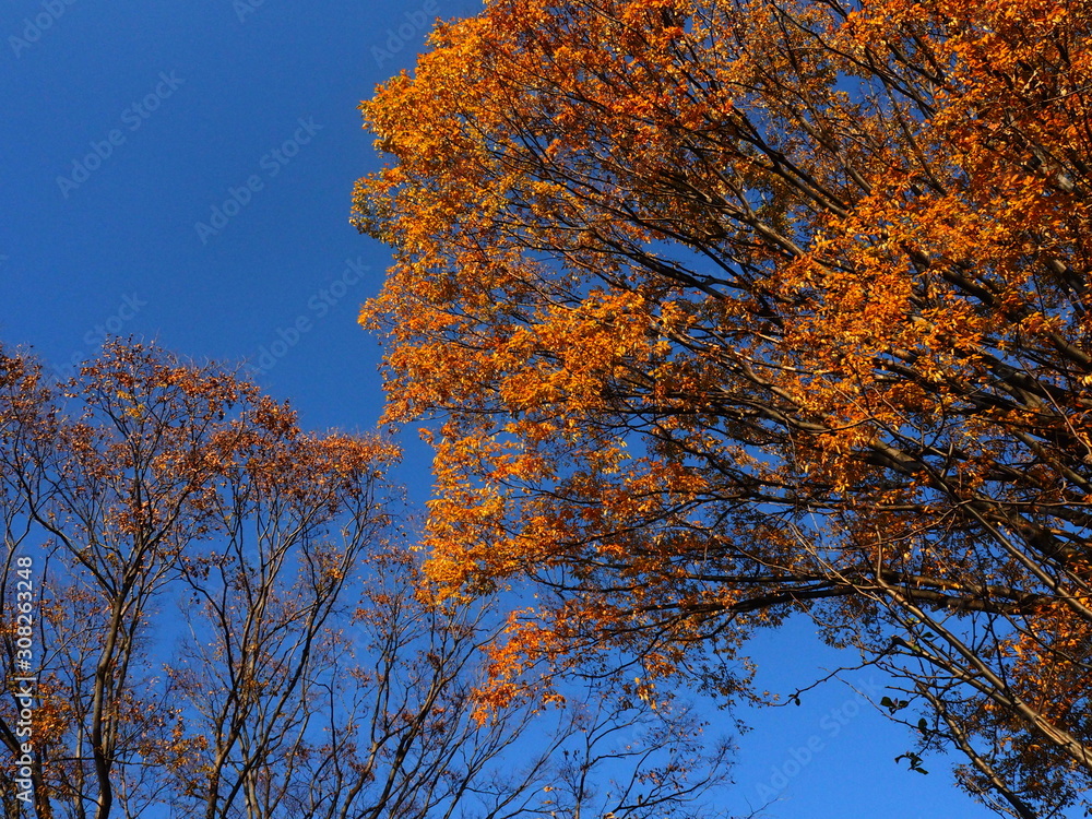 Obraz premium イチョウの紅葉