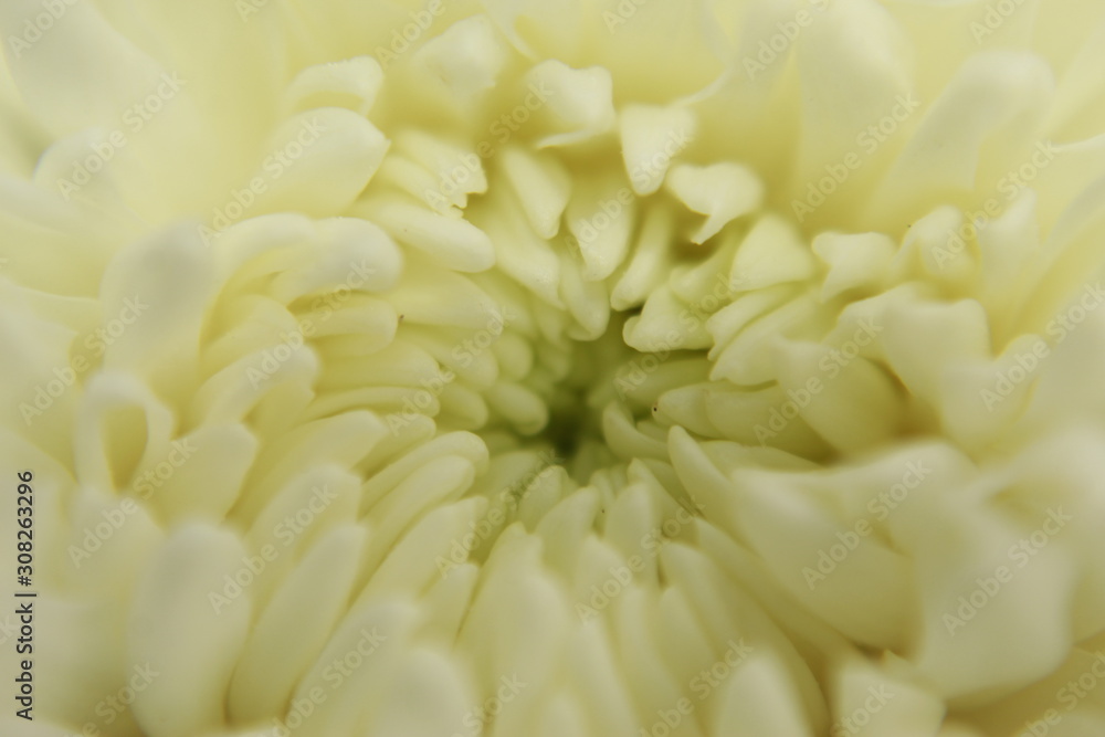 White Chrysanthemum isolated White Chrysanthemum isolated