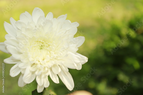 White Chrysanthemum isolated